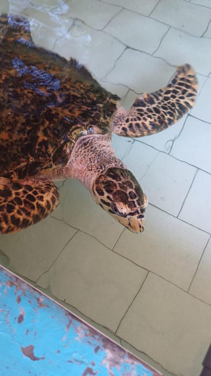 The Beach Bungalows & Turtle Sanctuary بيموتيران المظهر الخارجي الصورة