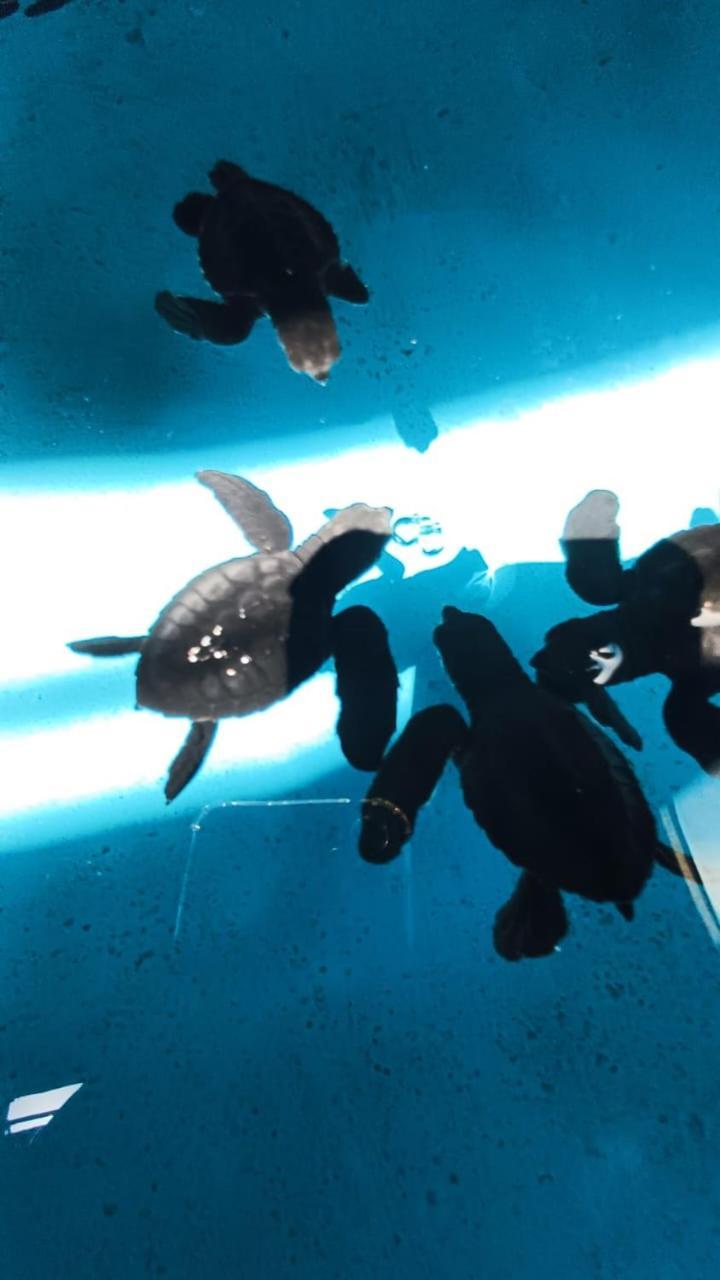 The Beach Bungalows & Turtle Sanctuary بيموتيران المظهر الخارجي الصورة