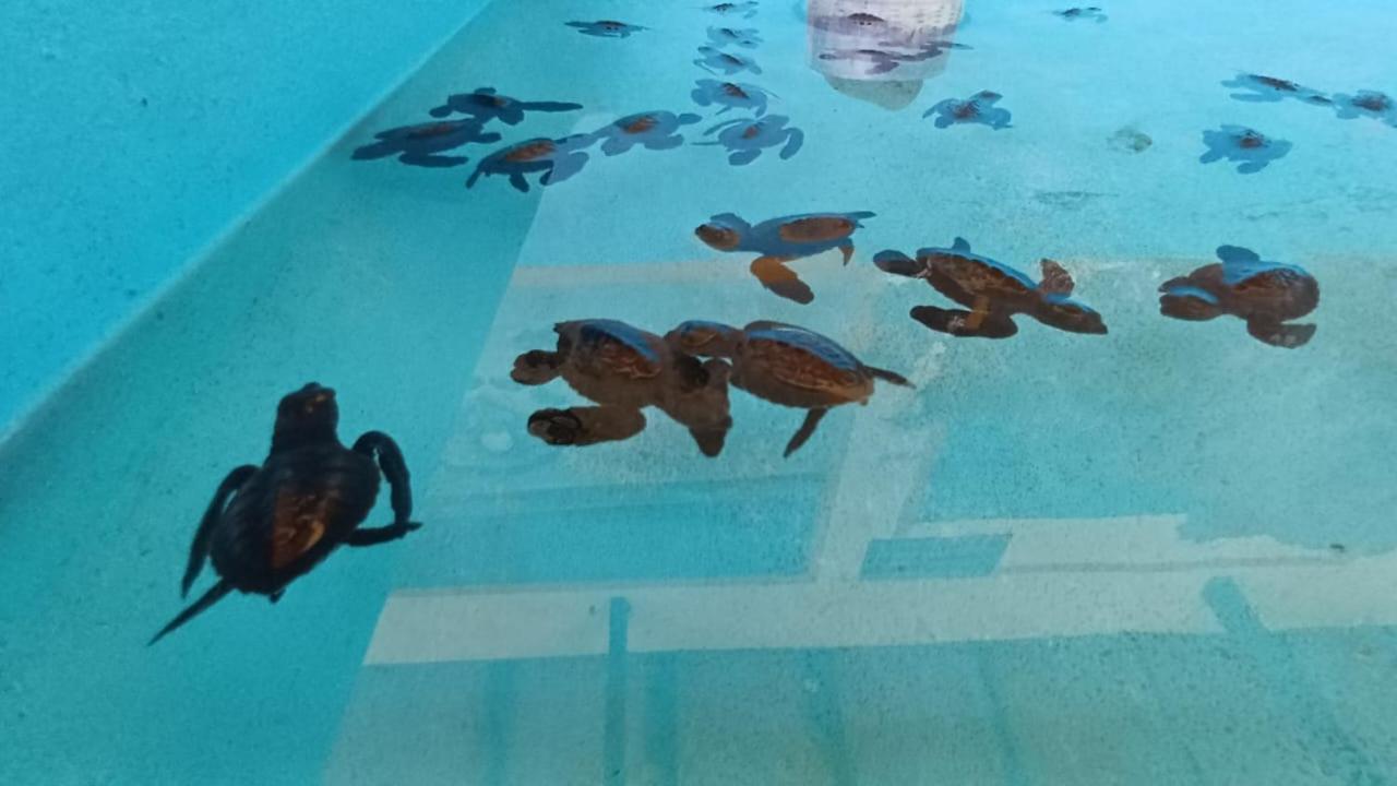 The Beach Bungalows & Turtle Sanctuary بيموتيران المظهر الخارجي الصورة