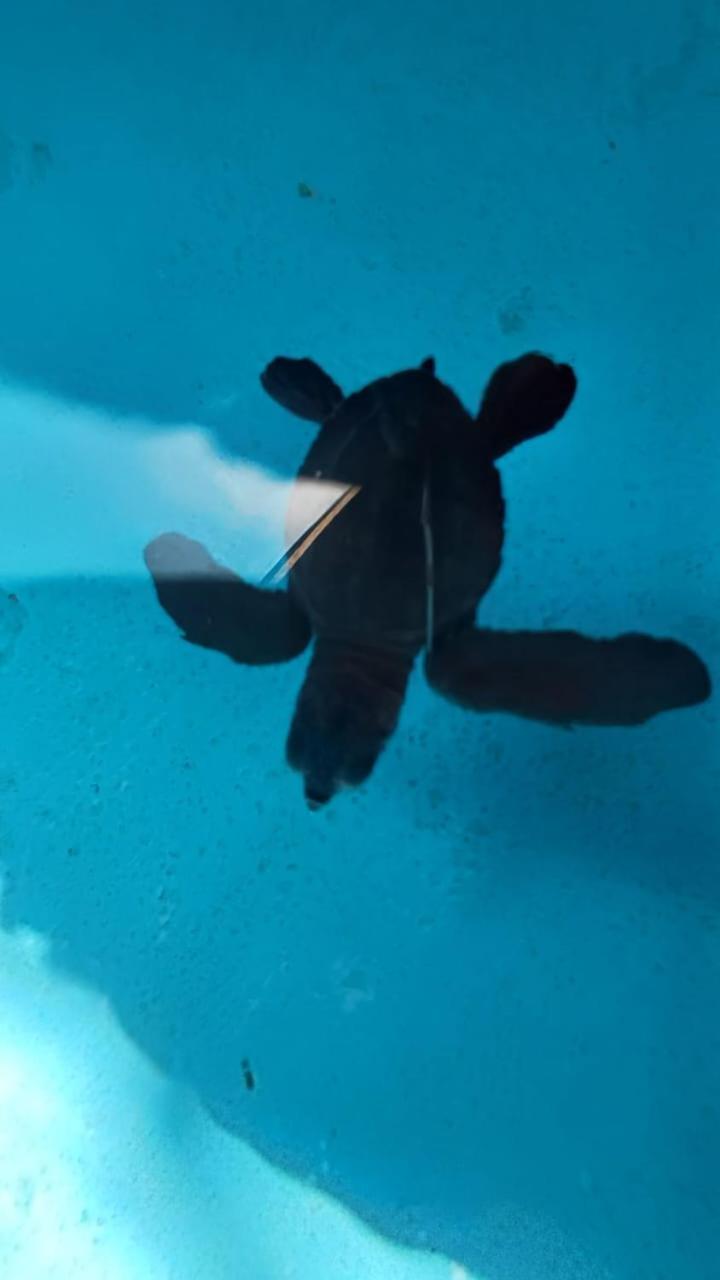 The Beach Bungalows & Turtle Sanctuary بيموتيران المظهر الخارجي الصورة
