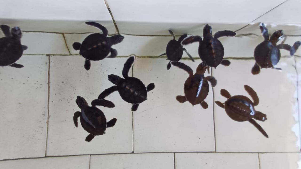 The Beach Bungalows & Turtle Sanctuary بيموتيران المظهر الخارجي الصورة