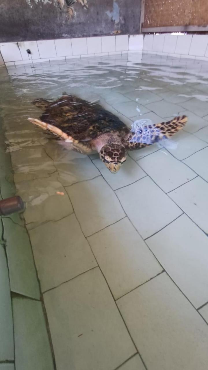 The Beach Bungalows & Turtle Sanctuary بيموتيران المظهر الخارجي الصورة