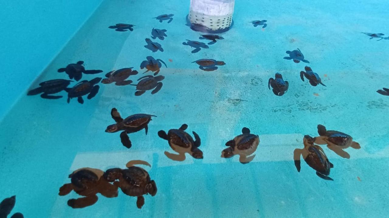 The Beach Bungalows & Turtle Sanctuary بيموتيران المظهر الخارجي الصورة